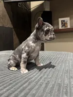 Freckles, a male French Bulldog for sale in Las Vegas, NV – 1 of 3