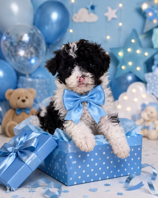Sparky – Poodle - Miniature  puppy for sale in Las Vegas, NV