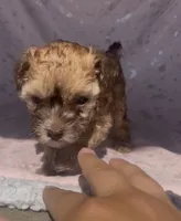 Coffee, a female Poodle - Miniature  for sale in Las Vegas, NV – 5 of 8