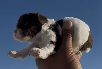 Sparky, a male Poodle - Miniature  for sale in Las Vegas, NV – 2 of 3