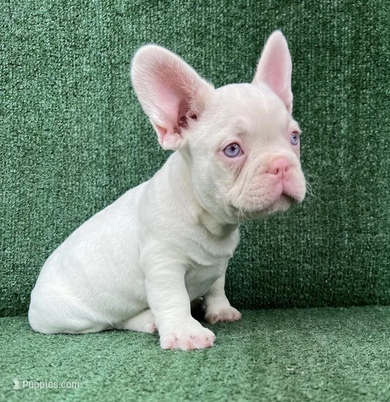 Pinky – French Bulldog puppy for sale in Las Vegas, NV