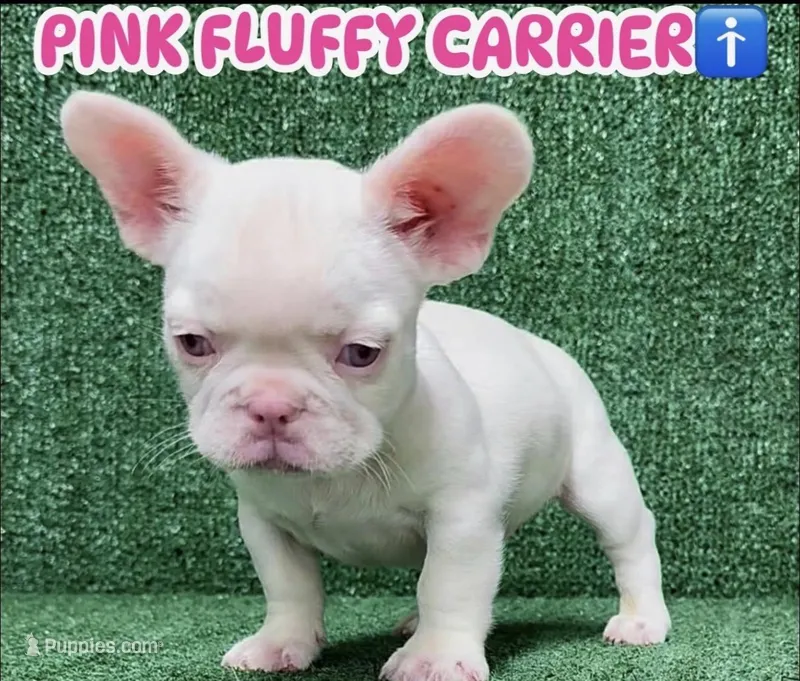 Pinky – French Bulldog puppy for sale in Las Vegas, NV