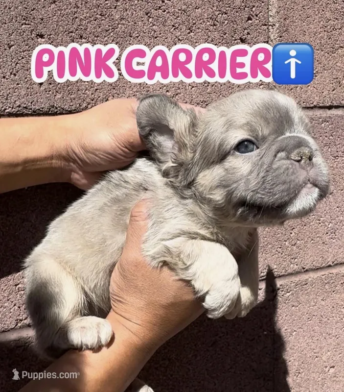 Sandman  – French Bulldog puppy for sale in Las Vegas, NV