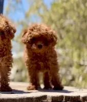 Bozo , a male Poodle - Toy  for sale in Las Vegas, NV – 3 of 3