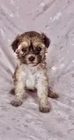 Coffee, a female Poodle - Miniature  for sale in Las Vegas, NV – 3 of 8