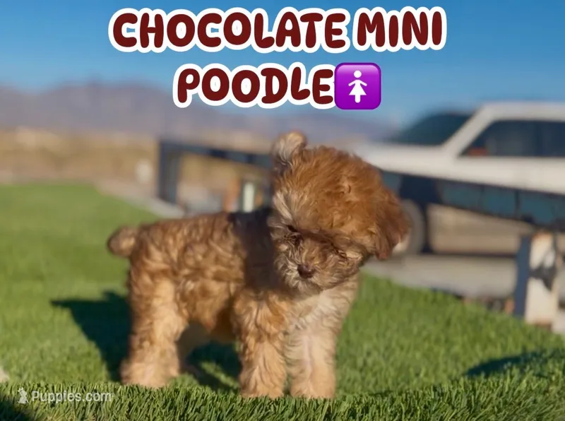 Coffee – Poodle - Miniature  puppy for sale in Las Vegas, NV
