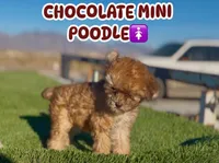 Coffee, a female Poodle - Miniature  for sale in Las Vegas, NV – 1 of 8