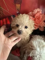 Cuddles, a female Maltipoo for sale in Las Vegas, NV – 1 of 1