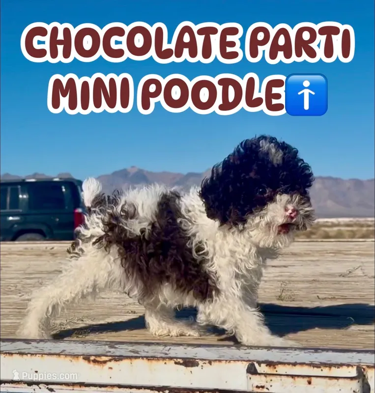 Sparky – Poodle - Miniature  puppy for sale in Las Vegas, NV