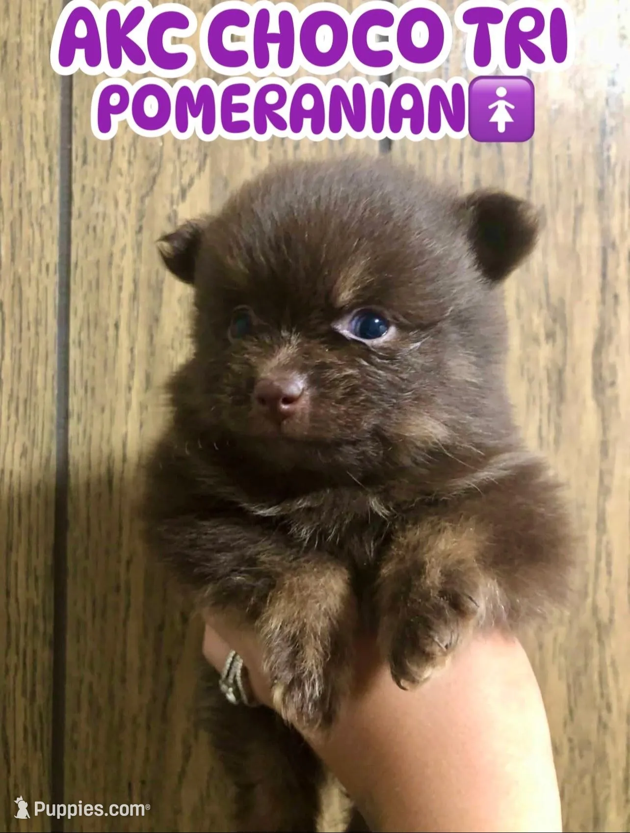 Hersey  – Pomeranian puppy for sale in Las Vegas, NV