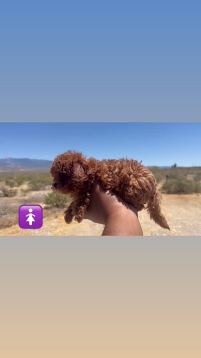Sally, a female Poodle - Toy  for sale in Las Vegas, NV – 2 of 2