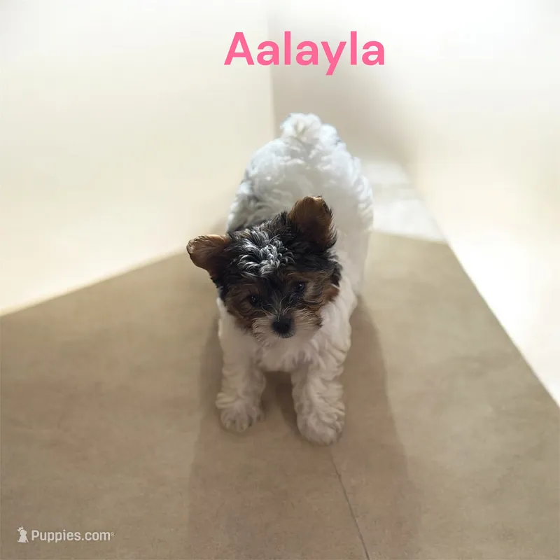 Aalayla – Yorkshire Terrier puppy for sale in Council Bluffs, IA