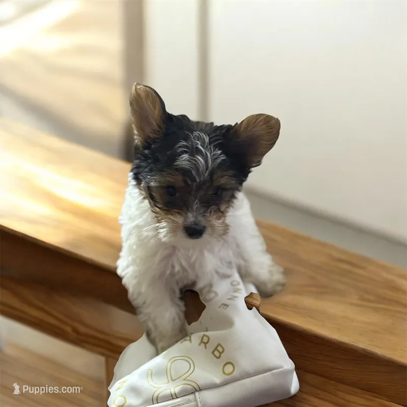 Jayla – Yorkshire Terrier puppy for sale in Council Bluffs, IA
