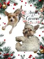 Jayla, a female Yorkshire Terrier for sale in Council Bluffs, IA – 2 of 2