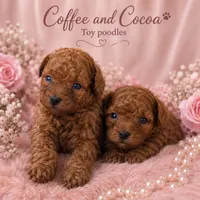 Coffee, a female Poodle - Toy  for sale in Greensboro, NC – 2 of 4