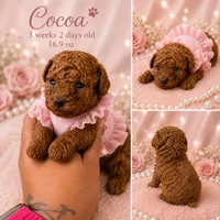 Cocoa , a female Poodle - Toy  for sale in Greensboro, NC – 1 of 4
