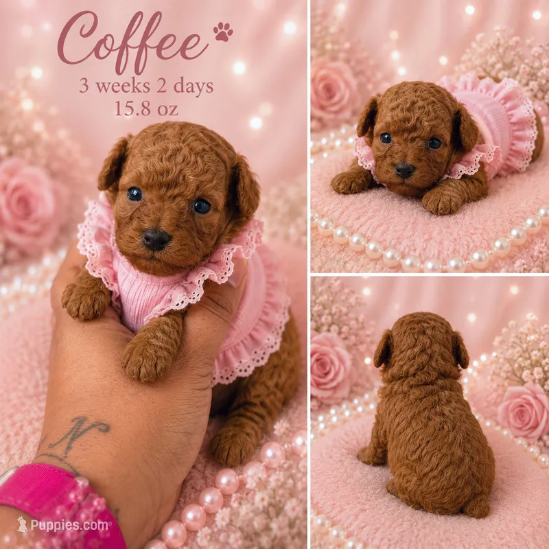 Coffee – Poodle - Toy  puppy for sale in Greensboro, NC