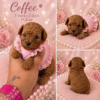 Coffee, a female Poodle - Toy  for sale in Greensboro, NC – 1 of 4
