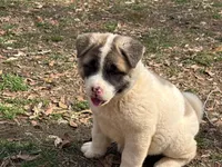 Nova , a female Akita for sale in York, SC – Photo 1 of 10