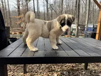 Nova , a female Akita for sale in York, SC – Photo 10 of 10