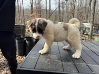 Nova , a female Akita for sale in York, SC – Photo 9 of 10