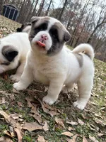 Nova , a female Akita for sale in York, SC – Photo 3 of 10