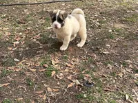 Nova , a female Akita for sale in York, SC – Photo 8 of 10