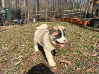 Nova , a female Akita for sale in York, SC – Photo 4 of 10