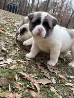 Nova , a female Akita for sale in York, SC – Photo 2 of 10