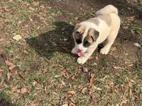 Nova , a female Akita for sale in York, SC – Photo 7 of 10