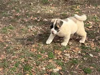 Nova , a female Akita for sale in York, SC – Photo 5 of 10