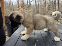 Onyx , a male Akita for sale in York, SC – Photo 5 of 5