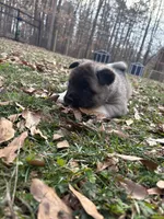 Onyx , a male Akita for sale in York, SC – Photo 1 of 5