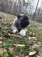 Onyx , a male Akita for sale in York, SC – Photo 2 of 5