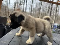 Onyx , a male Akita for sale in York, SC – Photo 3 of 5