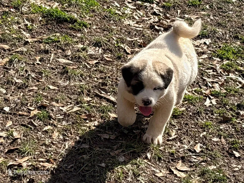 Bandit, a male Akita for sale in York, SC – Photo 1 of 7