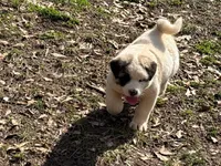 Bandit, a male Akita for sale in York, SC – Photo 1 of 7