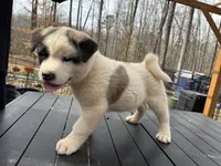 Bandit, a male Akita for sale in York, SC – Photo 5 of 7