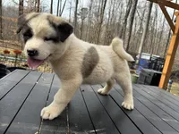 Bandit, a male Akita for sale in York, SC – Photo 6 of 7