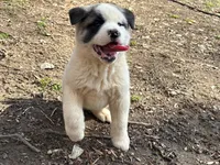 Bandit, a male Akita for sale in York, SC – Photo 3 of 7