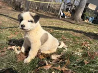Bandit, a male Akita for sale in York, SC – Photo 2 of 7