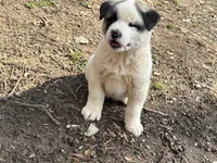 Bandit, a male Akita for sale in York, SC – Photo 4 of 7