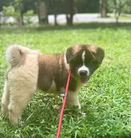 Atlas, a male Akita for sale in York, SC – 3 of 5