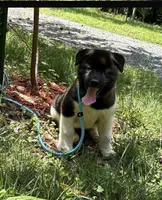 Nova, a female Akita for sale in York, SC – 3 of 5