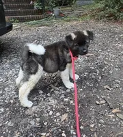 Nyx, a female Akita for sale in York, SC – 2 of 3