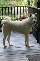 Atlas, a male Akita for sale in York, SC – 4 of 5