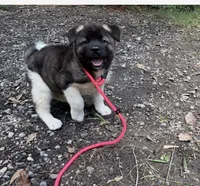Nyx, a female Akita for sale in York, SC – 3 of 3