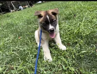 Blaze, a male Akita for sale in York, SC – 2 of 6