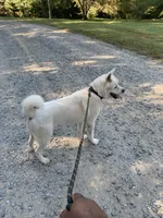 Nova, a female Akita for sale in York, SC – 5 of 5
