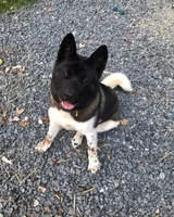 Nova, a female Akita for sale in York, SC – 2 of 5